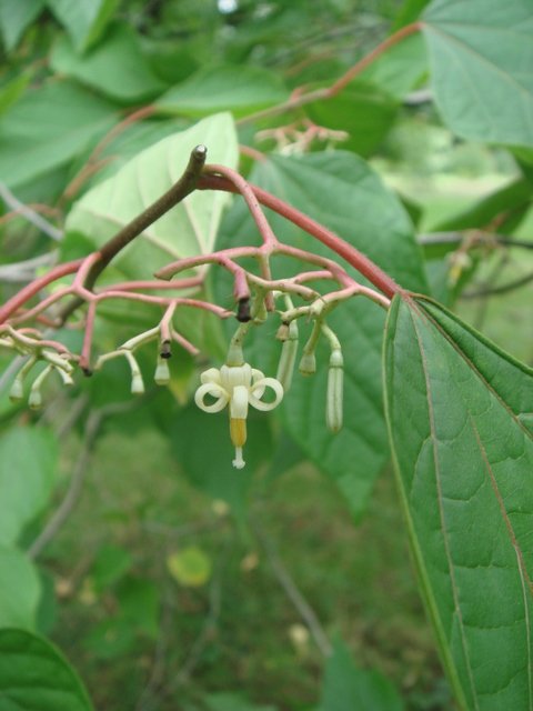 Alangium sp.fleur